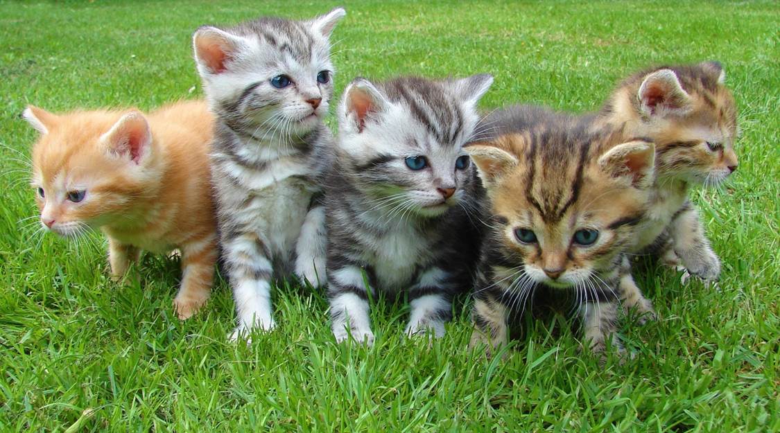 herding cats avoiding scratches